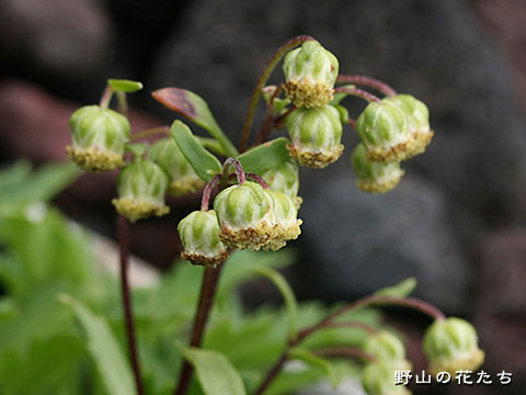 ミヤマオトコヨモギ－花