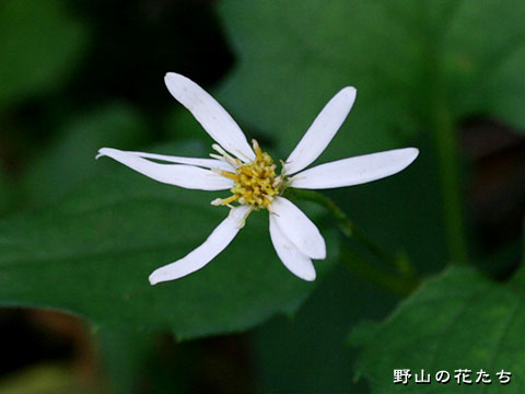 タテヤマギク－花