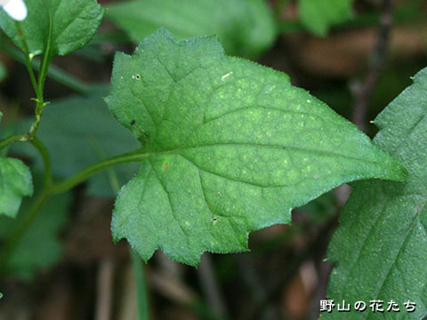 タテヤマギク－葉