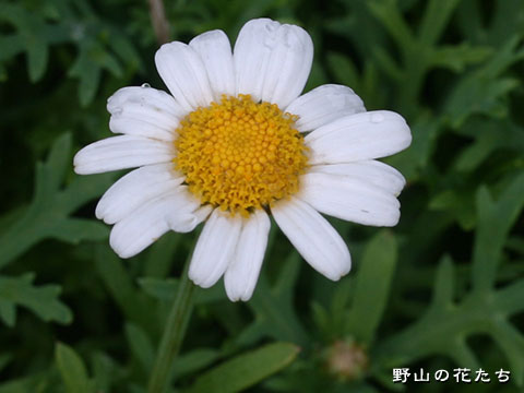 モクシュンギク－花