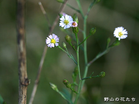ヒロハホウキギク－花