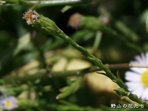 オオホウキギク－花２