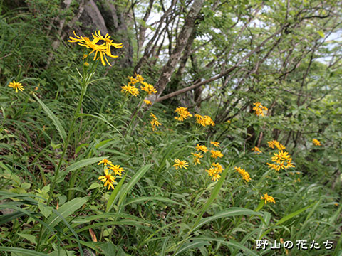 キバナコウリンカ 野山の花たち 東北と関東甲信越の花