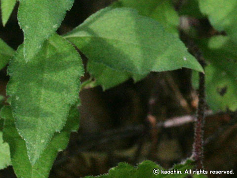 キントキシロヨメナ－茎・葉