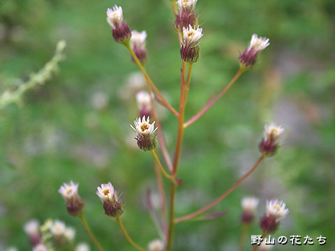 ホソバムカシヨモギ－花２
