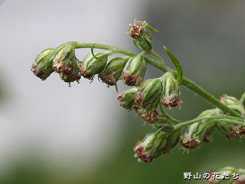 チシマヨモギ－花２