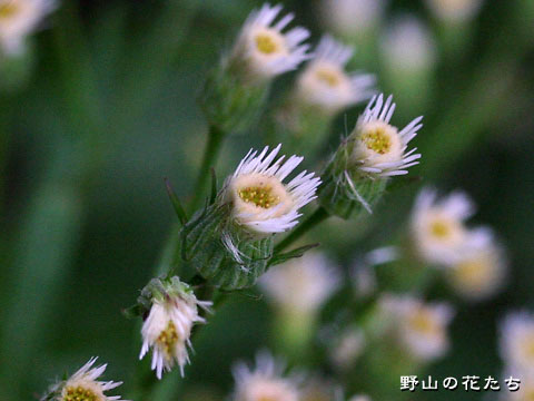 ホソバムカシヨモギ－花２