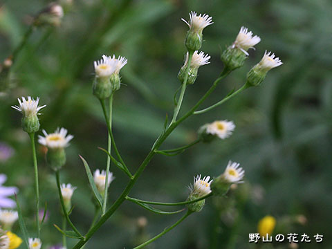 ホソバムカシヨモギ－花