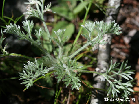 カワラヨモギ－根生葉