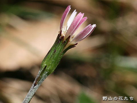 センボンヤリ－春－総苞