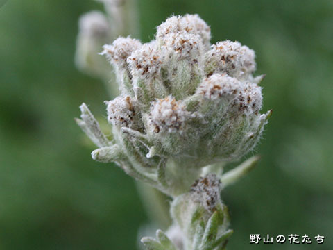 ハハコヨモギ－花２