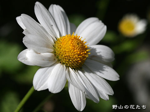 イワギク－花
