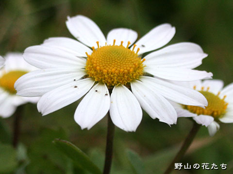 コハマギク－花