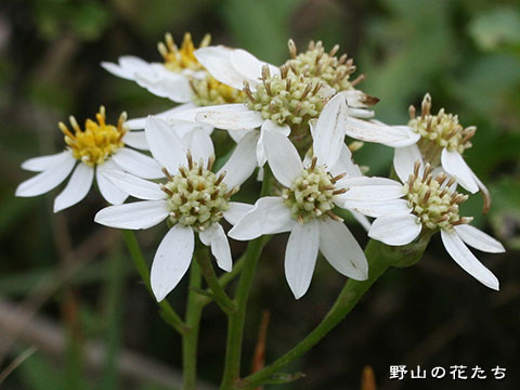 ハマシラヤマギク－花