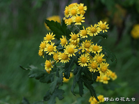 アワコガネギク－花