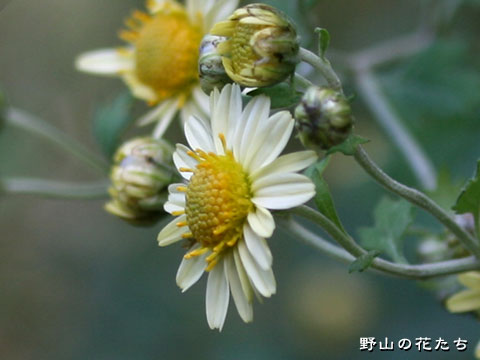 シロバナアブラギク－花
