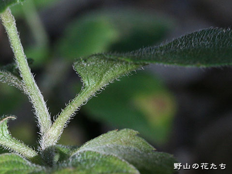 キヨスミギク－葉・茎