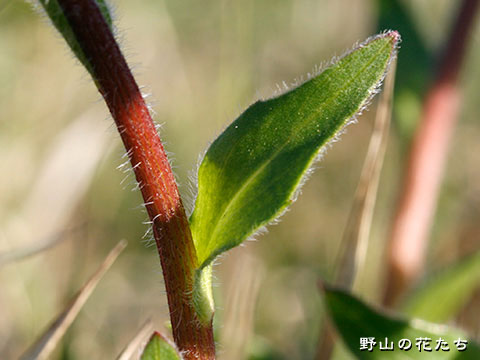 アズマギク－茎・葉