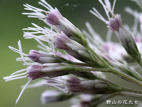 ヨツバヒヨドリ－花３