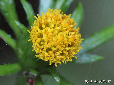 ミヤマヤブタバコ－花
