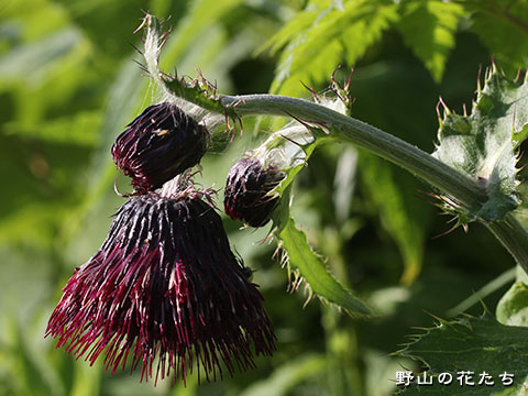 ハチマンタイアザミ－花