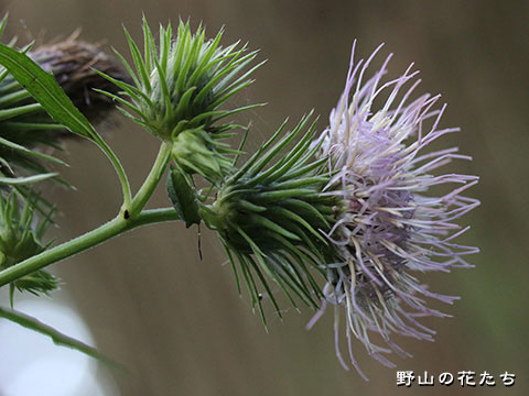 シラガミアザミ－花
