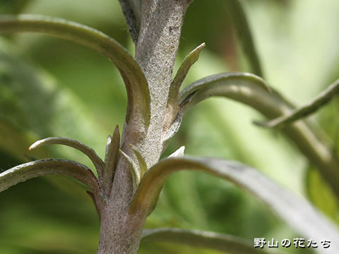 カワラハハコ－茎