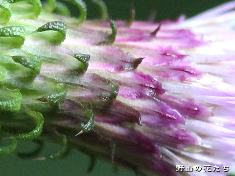 ハナマキアザミ－花３