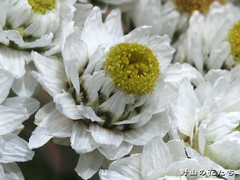 ヤマハハコ－花