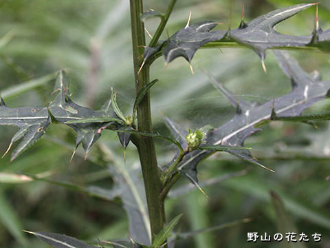 シモツケアザミ－茎
