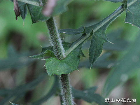 アイヅヒメアザミ－茎
