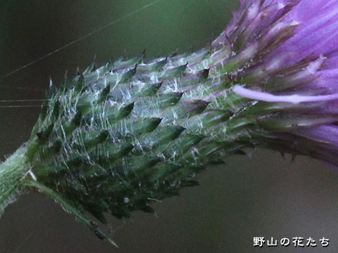 アイヅヒメアザミ－花４