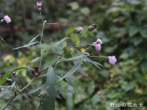 アイヅヒメアザミ－花