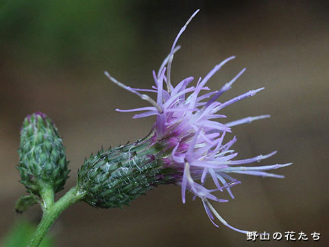 アイヅヒメアザミ－花３