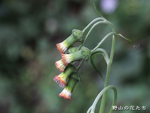ベニバナボロギク－花