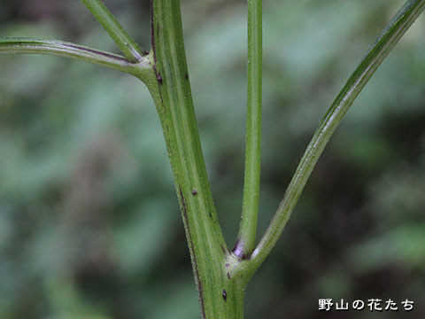 ベニバナボロギク－茎