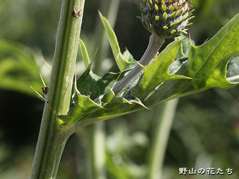 アオモリアザミ－茎