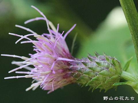 ウゼンヒメアザミ－花