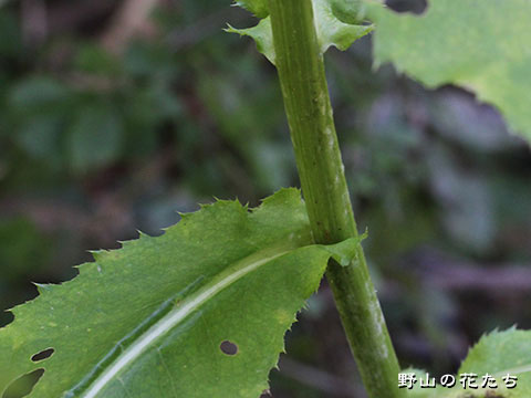 ウゼンヒメアザミ－茎