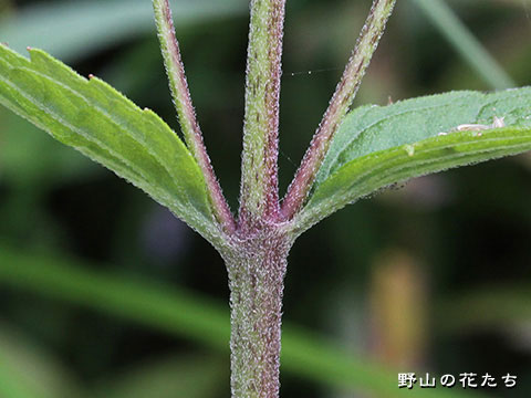 サワヒヨドリ－茎