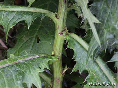 ハッタチアザミ－茎