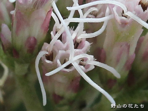 サワヒヨドリ－花２
