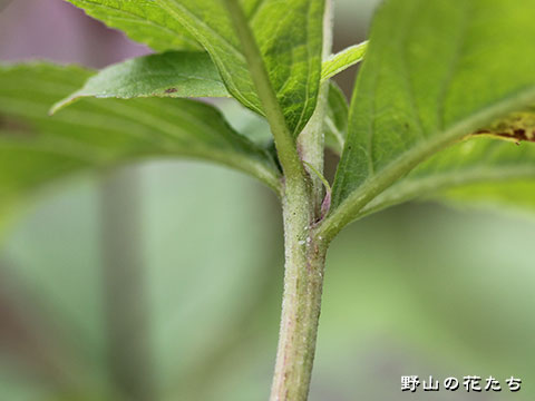 ヨツバヒヨドリ－茎２