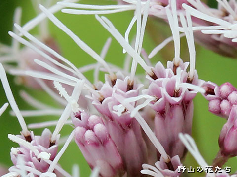 ヨツバヒヨドリ－花２