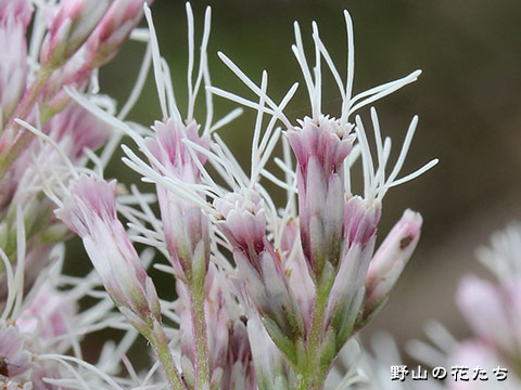 ヨツバヒヨドリ－花