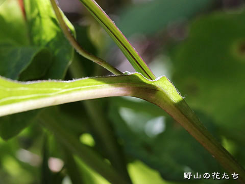 タカネヒゴタイ－茎