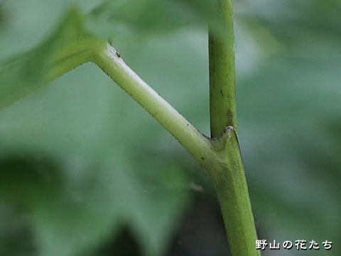 ヤマタイミンガサ－茎