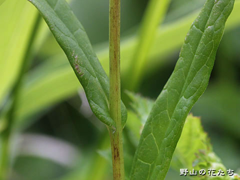 キリガミネトウヒレン－茎