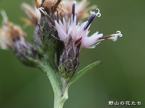 キリガミネトウヒレン－花