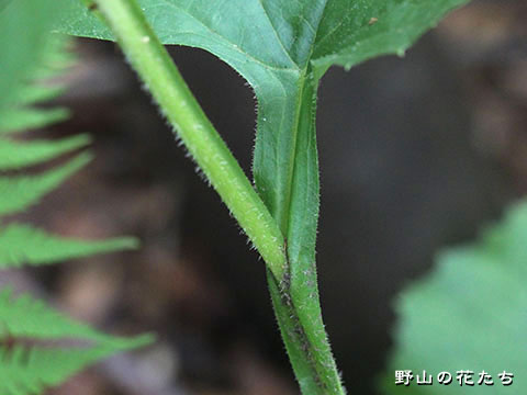 トガヒゴタイ－茎